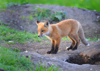 Kit Fox in the Wild