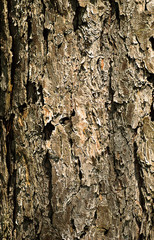 Close-up bark