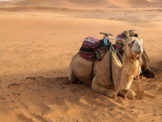 Kamele in der Sahara