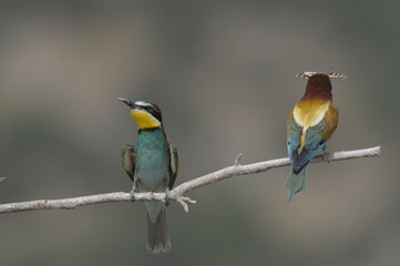 Bee-eater, Merops apiaster - the marriage period