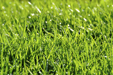 Dew on the lawn #1