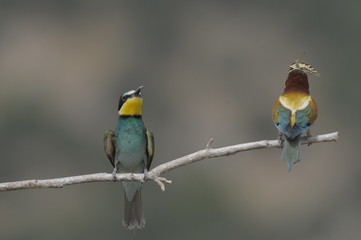 Bee-eater, Merops apiaster - the marriage period