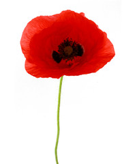 coquelicot