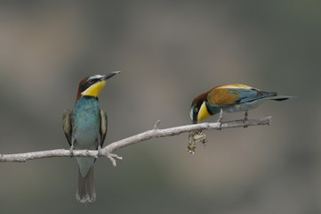 Bee-eater, Merops apiaster - the marriage period