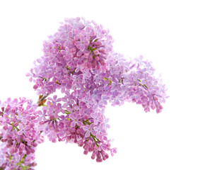 lilac branch isolated on white background