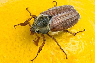 Maybug