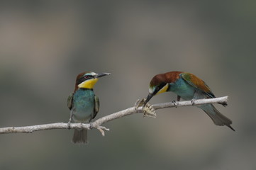 Bee-eater, Merops apiaster - the marriage period