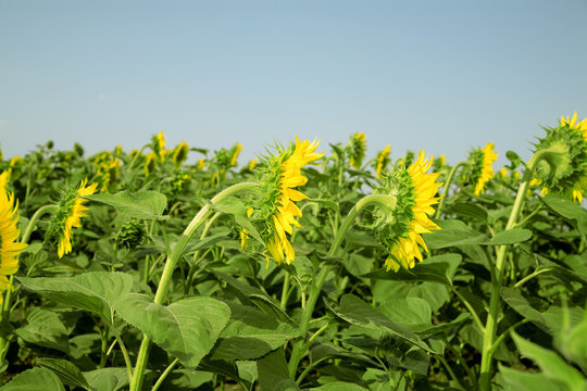 Ripe bright sunflowers growing on a farmer field