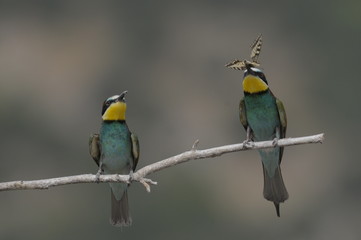 Bee-eater, Merops apiaster - the marriage period