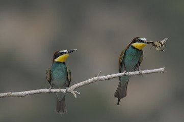 Bee-eater, Merops apiaster - the marriage period