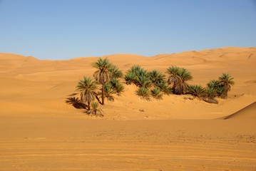 Fototapeta na wymiar Palms, Libia
