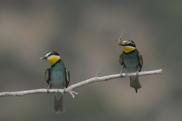 Bee-eater, Merops apiaster - the marriage period