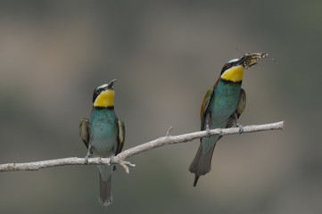 Bee-eater, Merops apiaster - the marriage period