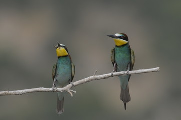 Bee-eater, Merops apiaster - the marriage period