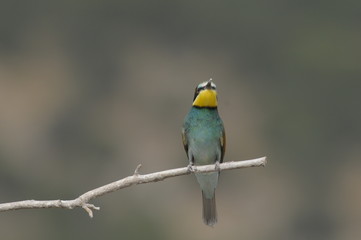 Bee-eater, Merops apiaster