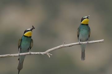 Bee-eater, Merops apiaster - the marriage period