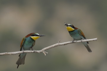 Bee-eater, Merops apiaster - the marriage period
