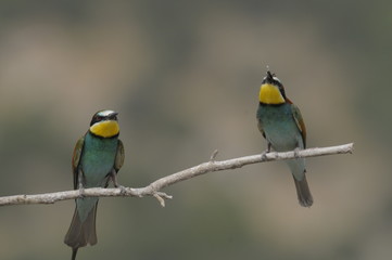 Bee-eater, Merops apiaster - the marriage period