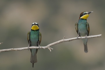 Bee-eater, Merops apiaster - the marriage period