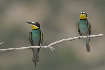 Bee-eater, Merops apiaster - the marriage period