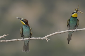 Bee-eater, Merops apiaster - the marriage period