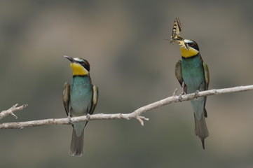 Bee-eater, Merops apiaster - the marriage period