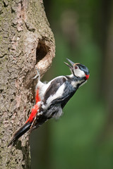 woodpecker