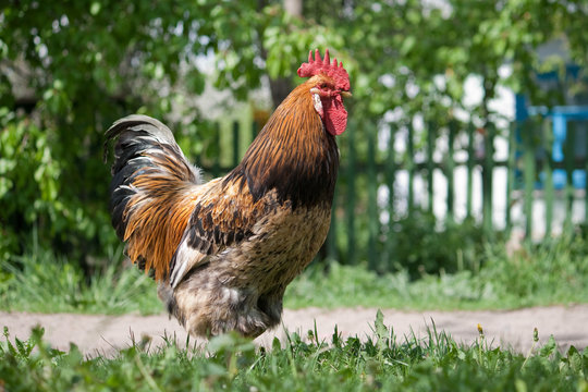 image of a rooster walking in the grass