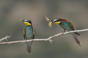 Bee-eater, Merops apiaster - the marriage period
