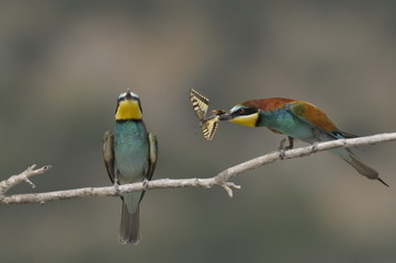 Bee-eater, Merops apiaster - the marriage period