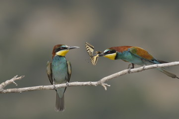 Bee-eater, Merops apiaster - the marriage period