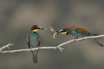 Bee-eater, Merops apiaster - the marriage period