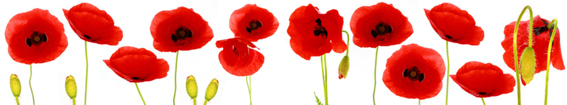coquelicot