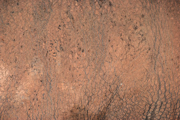 animal rhinoceros skin