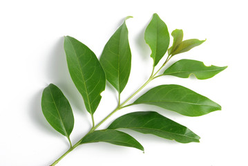 holly