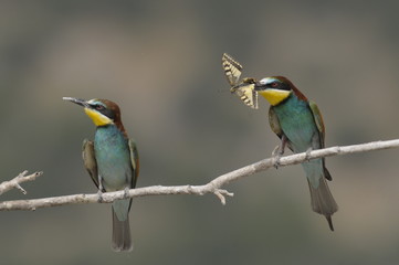 Bee-eater, Merops apiaster - the marriage period