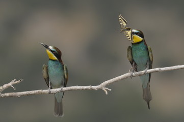 Bee-eater, Merops apiaster - the marriage period