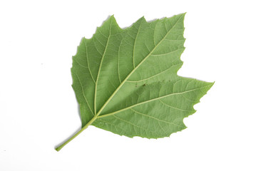 green plane-tree leaf