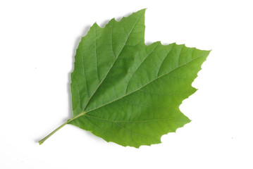 Fototapeta premium green plane-tree leaf