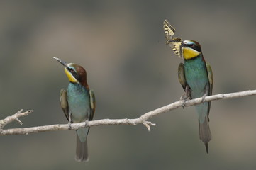 Bee-eater, Merops apiaster - the marriage period