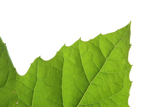 green plane-tree leaf