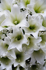 Fototapeta na wymiar White lily flower