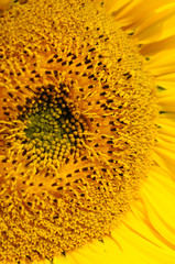 Sunflower closeup