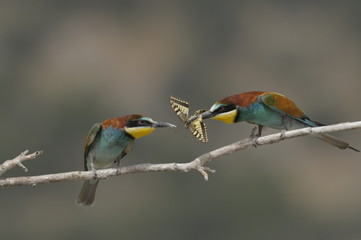 Bee-eater, Merops apiaster - the marriage period