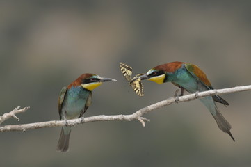 Bee-eater, Merops apiaster - the marriage period