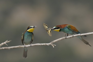 Bee-eater, Merops apiaster - the marriage period