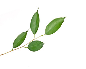 Branch isolated on white background