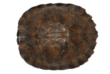 Asian leaf turtle