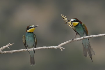 Bee-eater, Merops apiaster - the marriage period