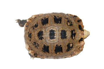 turtle isolated